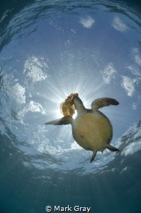 Green Turtle eating Jellyfish Sunburst by Mark Gray 